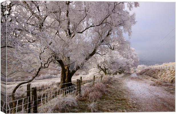 Trees covered in hoar frost  Canvas Print by Jenny Hibbert