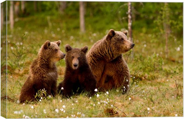 Family Brown bears in swamp Canvas Print by Jenny Hibbert