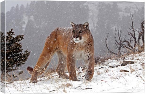 Cougar up in the mountains, North America Canvas Print by Jenny Hibbert
