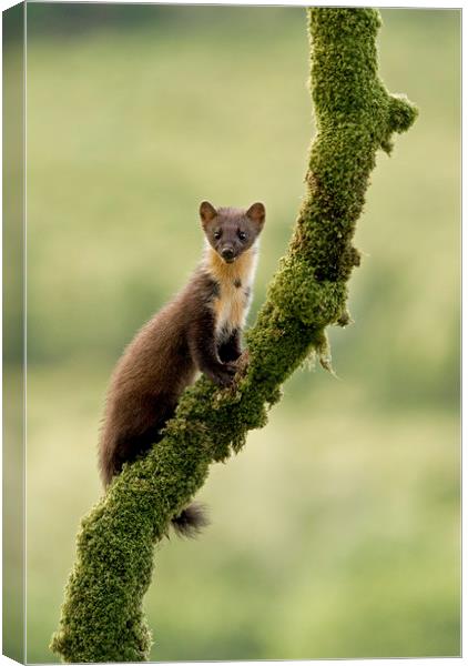 Pinemarten kitten on a mossy branch, Western Isles Canvas Print by Jenny Hibbert