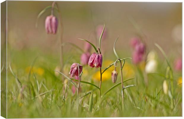 Snakes head Fritillary in meadow, Cricklade Canvas Print by Jenny Hibbert