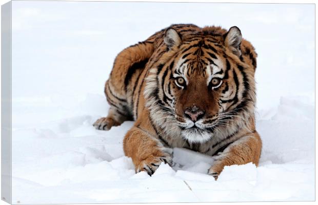 Siberian tiger lying in snow North America Canvas Print by Jenny Hibbert
