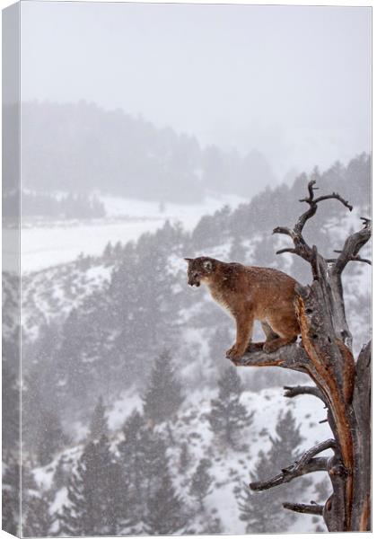 Cougar sitting in a tree, North America Canvas Print by Jenny Hibbert