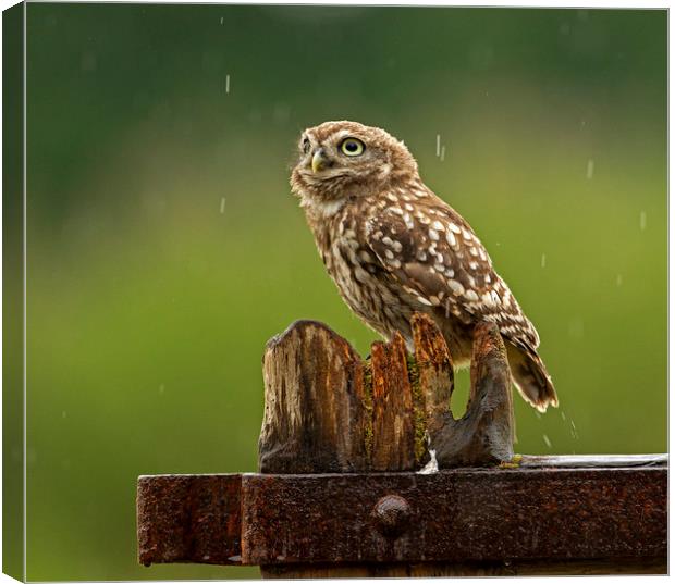 Little Owl looking up at the rain Canvas Print by Jenny Hibbert