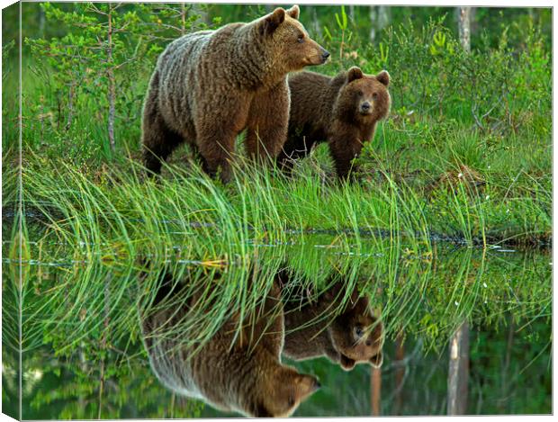 Brown Bear with yearling Canvas Print by Jenny Hibbert