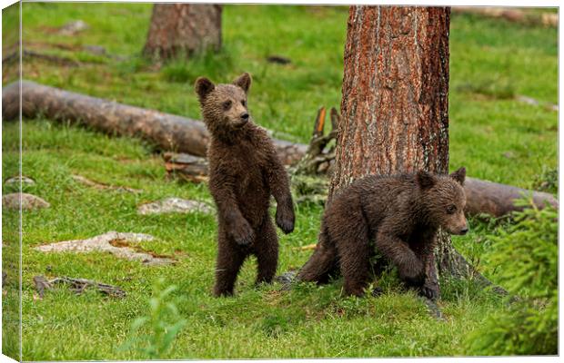 Nervous Bear cubs Canvas Print by Jenny Hibbert