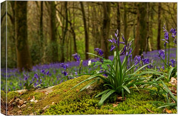 Close up of Bluebells in Wenault woods Cardiff Canvas Print by Jenny Hibbert
