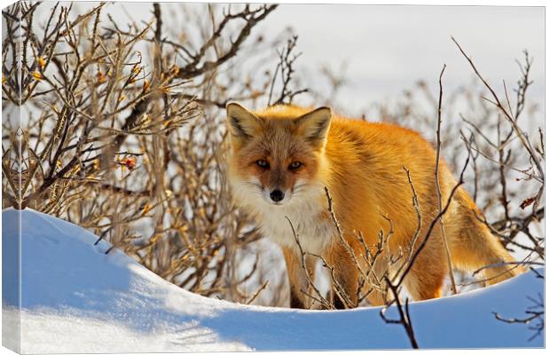 Red Fox in the snow Canvas Print by Jenny Hibbert