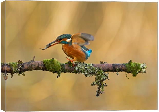 Kingfisher with fish on perch Canvas Print by Jenny Hibbert