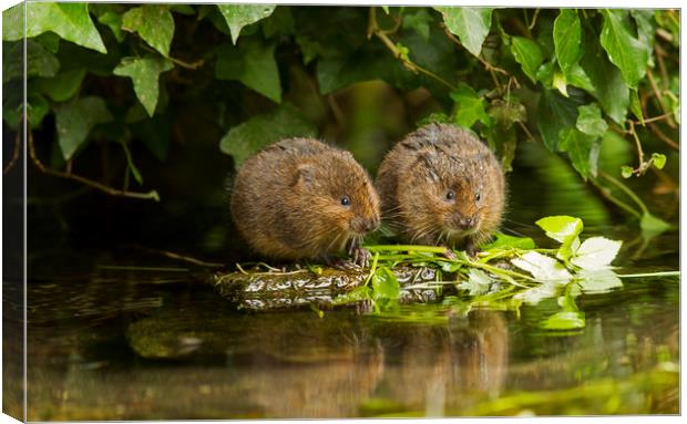 Baby Water Vole together Canvas Print by Jenny Hibbert