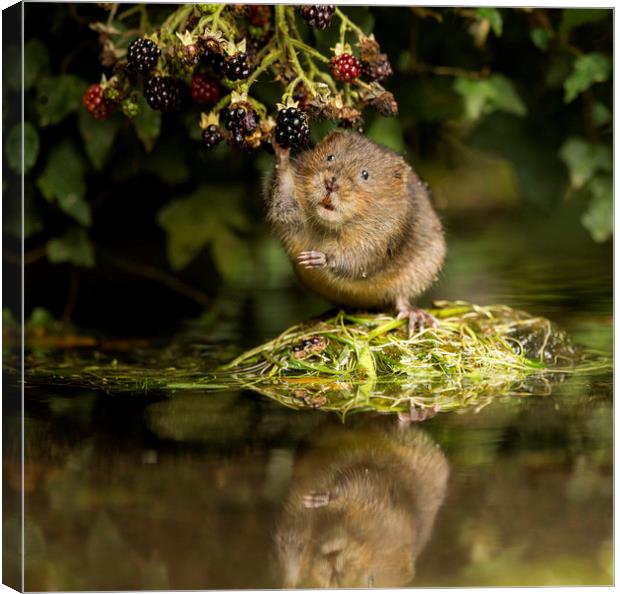 Water Vole caught in the act Canvas Print by Jenny Hibbert