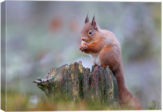 Red Squirrel in the rain Canvas Print by Jenny Hibbert