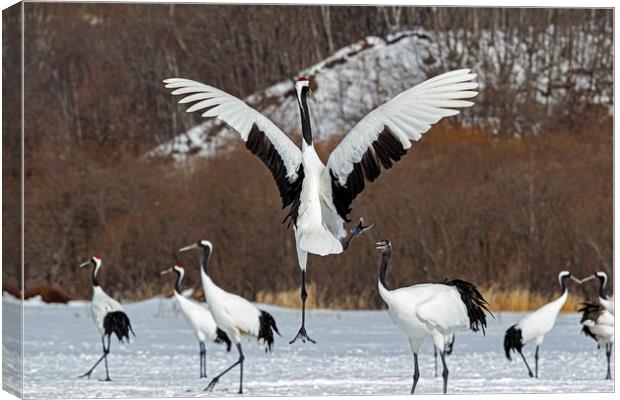 Red Crowned Cranes courtship Canvas Print by Jenny Hibbert
