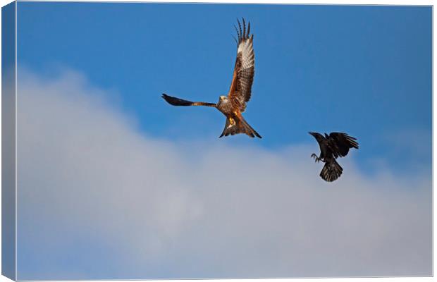 Red Kite being chased by Crow Canvas Print by Jenny Hibbert