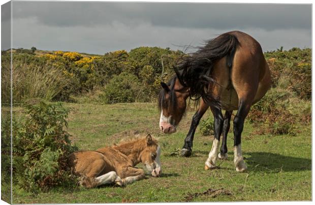 Mare with foal on the Gower Canvas Print by Jenny Hibbert