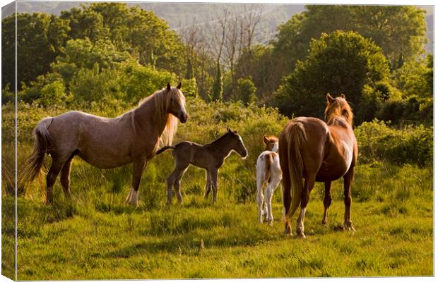 Horses & foals meet Canvas Print by Jenny Hibbert