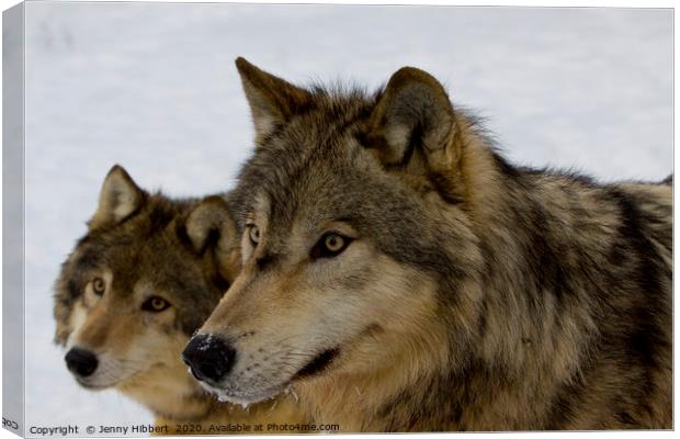 Close up of Wolves Canvas Print by Jenny Hibbert