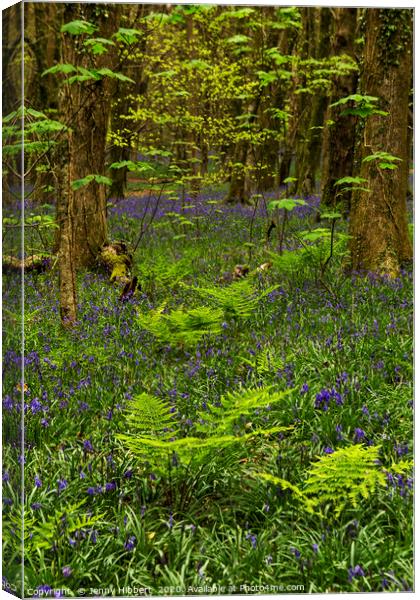  Bluebell Wenault wood Cardiff Canvas Print by Jenny Hibbert