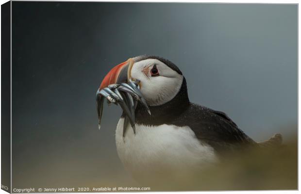 Puffin with catch of sand eels on Skomer Island Pe Canvas Print by Jenny Hibbert