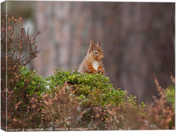 Red Squirrel looking very cheeky in Scotland Canvas Print by Jenny Hibbert