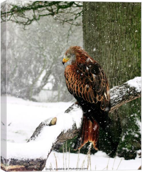 Red Kite in heavy snow Wales Canvas Print by Jenny Hibbert