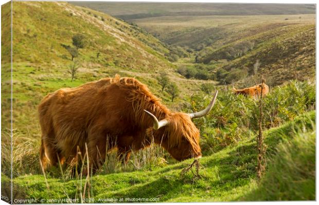 Highland Cattle in Exmoor Canvas Print by Jenny Hibbert
