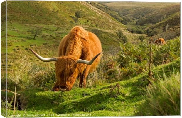 Highland cattle near Porlock Exmoor Canvas Print by Jenny Hibbert
