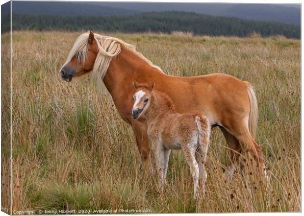Mare with young foal Canvas Print by Jenny Hibbert