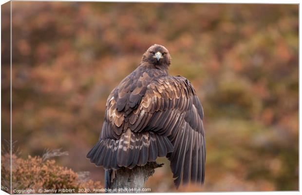 Golden Eagle giving backward glance Canvas Print by Jenny Hibbert