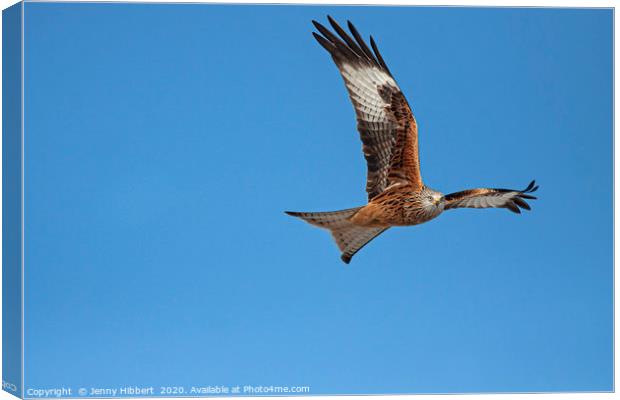Red Kite hunting Canvas Print by Jenny Hibbert
