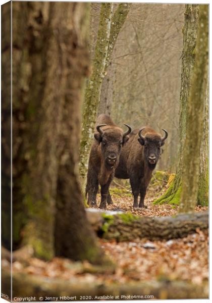 Wild European Bison peering out of forest Bialowie Canvas Print by Jenny Hibbert