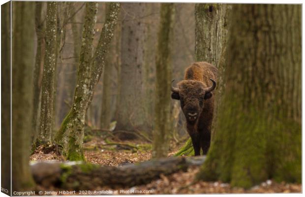European Bison staring in Bialowieza forest Poland Canvas Print by Jenny Hibbert
