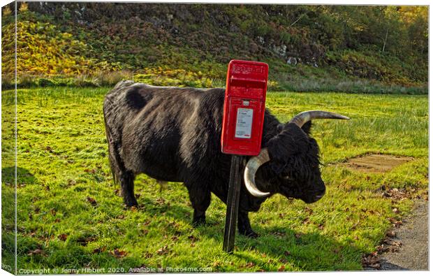 Highland cow enjoying a scratch against a post box Canvas Print by Jenny Hibbert