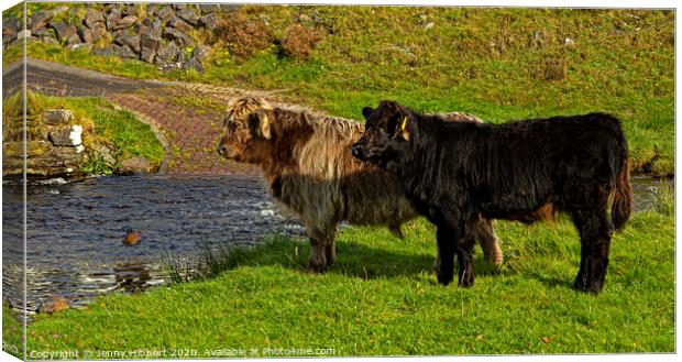 Two young Highland cattle reluctant to go through the stream Canvas Print by Jenny Hibbert