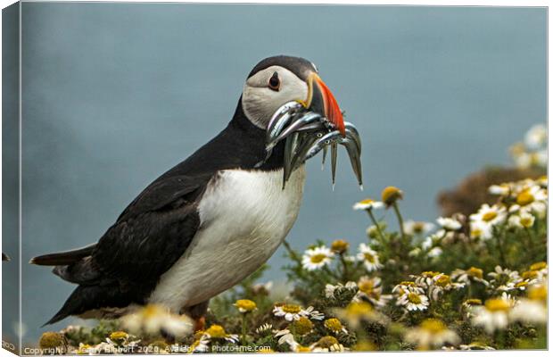 Puffin with Sand eels on Skomer Island Canvas Print by Jenny Hibbert
