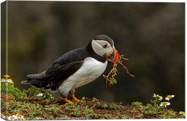 Puffin collecting nesting material Canvas Print by Jenny Hibbert