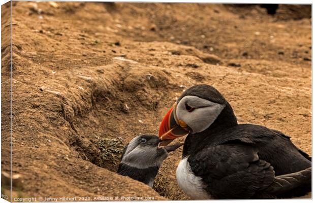 Puffling with parent by burrow Skomer Island Canvas Print by Jenny Hibbert