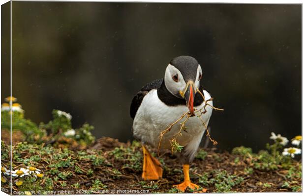 Puffin walking towards burrow with nesting material on Skomer Island Canvas Print by Jenny Hibbert