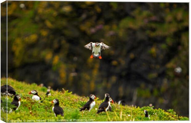 Puffin returning to the colony on Skomer Island Canvas Print by Jenny Hibbert