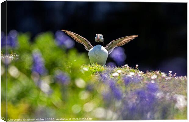 Puffin spreading out its wings in the Bluebells Skomer Island Canvas Print by Jenny Hibbert