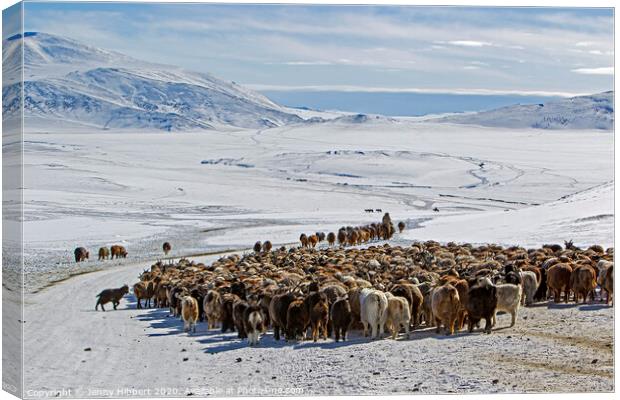 Kazakh nomads migrating heading for the Altai mountain range Canvas Print by Jenny Hibbert