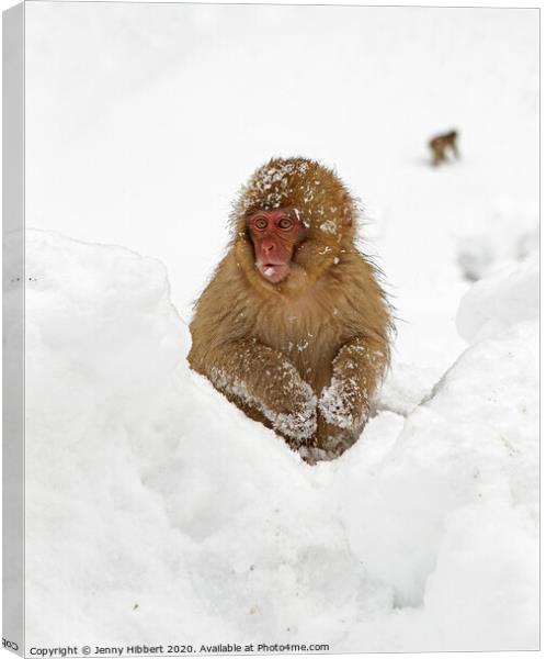 Young Snow Monkey sitting in deep snow Canvas Print by Jenny Hibbert