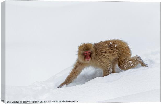 Adult Snow Monkey walking through snow Canvas Print by Jenny Hibbert