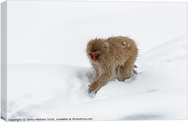Adult Snow Monkey in heavy snow Canvas Print by Jenny Hibbert