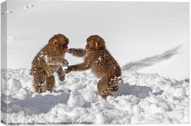 Two baby Snow Monkeys playing in the snow Canvas Print by Jenny Hibbert