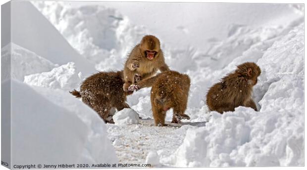 Baby Snow monkeys playing tag in the snow Canvas Print by Jenny Hibbert