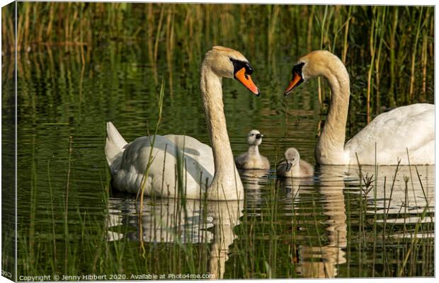 Mute Swans with their young cygnets Canvas Print by Jenny Hibbert