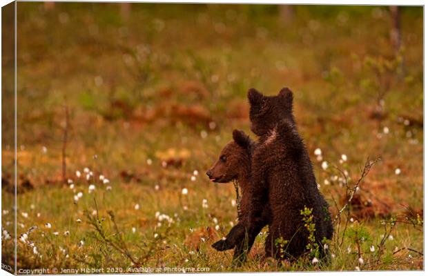 Brown bear cubs in late afternoon light Canvas Print by Jenny Hibbert
