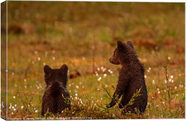 Pair of Bear cubs looking worried Canvas Print by Jenny Hibbert