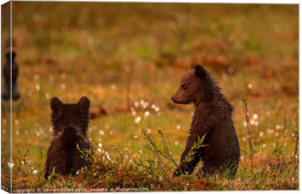 Bear cubs watching another family of bears approaching Canvas Print by Jenny Hibbert